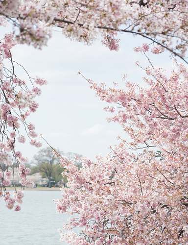 cherry blossom shallow focus photo of white and pink flowers blossom